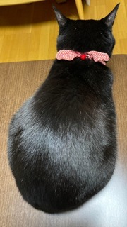 IMG_20241219_194222.jpg